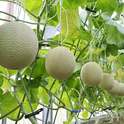 訳あり静岡温室マスクメロン2個入【配送不可地域：離島・北海道・沖縄県】