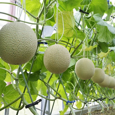 高級静岡温室マスクメロン2個入(化粧箱入)【配送不可地域：離島・北海道・沖縄県】