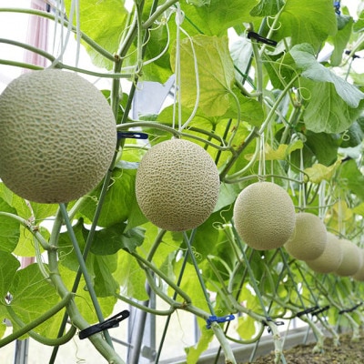 高級静岡温室マスクメロン1個入(化粧箱入)【配送不可地域：離島・北海道・沖縄県】