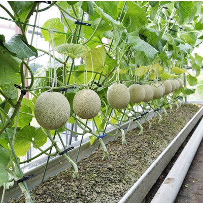 静岡温室マスクメロン1個入(化粧箱入)【配送不可地域：離島・北海道・沖縄県】