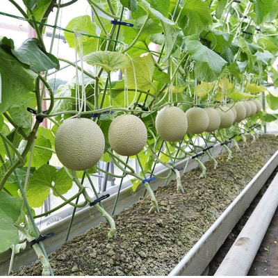 静岡温室マスクメロン2個入(化粧箱入)【配送不可地域：離島・北海道・沖縄県】