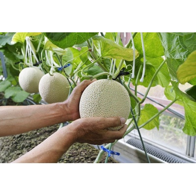 高級静岡温室マスクメロン大2個入(化粧箱入)【配送不可地域：離島・北海道・沖縄県】