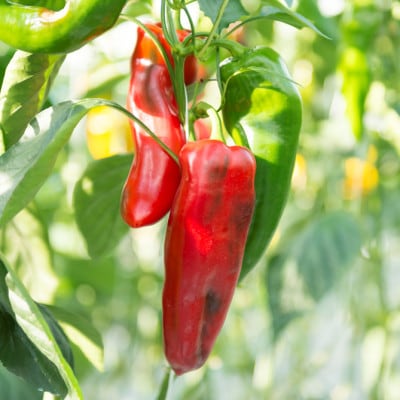 プリンセスパプリカ極甘のピクルスのセット 3本入り