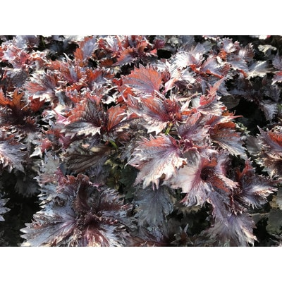 濃縮しそジュース 500ml×2本