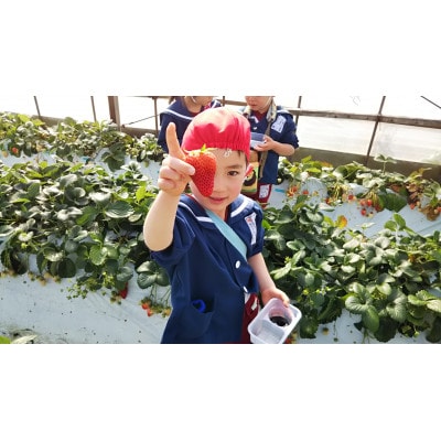 大粒18粒×4パック!先行受付/2025年12月上旬発送開始!抜群の美味しさ!静岡限定きらぴ香いちご【配送不可地域：離島・北海道・沖縄県・東北・中国・四国・九州】