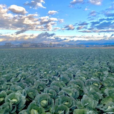 静岡発!キャベツの旨さを追及した【天竜餃子】手土産にも配りやすいパック入り/20個×5パック【配送不可地域：離島】