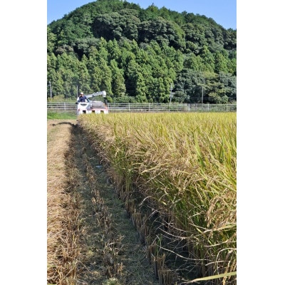 静岡こしひかり 精米 10kg