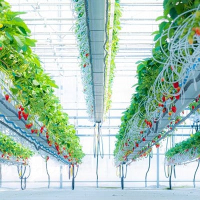 【いちご空中農園いわた】【きらぴ香】【期間限定】大粒 8～15玉×2パック ギフトBOX入り【配送不可地域：離島】