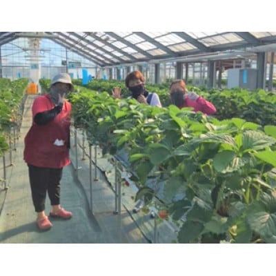 【12月下旬より順次発送】完熟・採れたてイチゴ「紅ほっぺ」中～大粒300g×2パック【配送不可地域：離島・北海道・沖縄県・東北・中国・四国・九州】