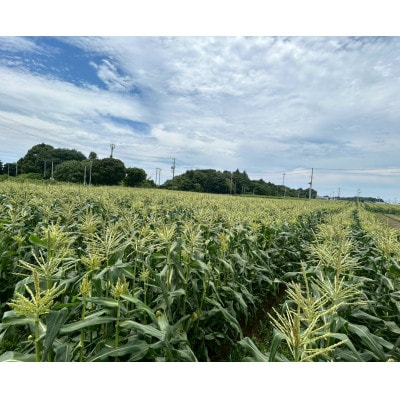 【2026年6月～7月順次発送】とうもろこし 12本 甘々娘(A品) 朝採り スイートコーン【配送不可地域：離島・北海道・沖縄県・東北・中国・四国・九州】