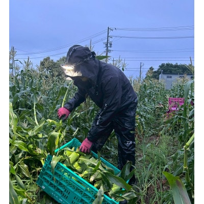 【2026年6月～7月順次発送】とうもろこし ホワイト 6本 A品 朝採り スイートコーン 雪の妖精【配送不可地域：離島・北海道・沖縄県・東北・中国・四国・九州】