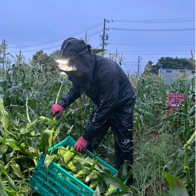【2026年6月～7月順次発送】とうもろこし ホワイト 30本 A品 朝採りスイートコーン 雪の妖精【配送不可地域：離島・北海道・沖縄県・東北・中国・四国・九州】
