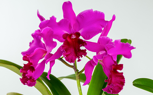 洋ラン　カトレア　3輪咲　鉢物