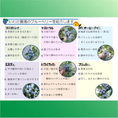 【令和8年5月 順次発送】完熟ブルーベリー生果実・800g　静岡県磐田市産【配送不可地域：離島】