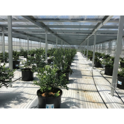 【令和8年5月 順次発送】完熟ブルーベリー生果実　食べ比べセット【配送不可地域：離島】