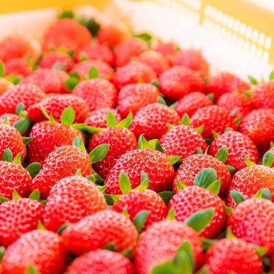 最大11品種食べ比べ!　いちご空中農園いわた　いちご狩り入園券　45分間食べ放題