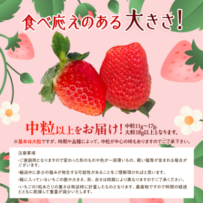 先行受付/2025年12月上旬発送開始!抜群の美味しさ!静岡限定:きらぴ香いちご 280g×2パック【配送不可地域：離島・北海道・沖縄県・東北・中国・四国・九州】