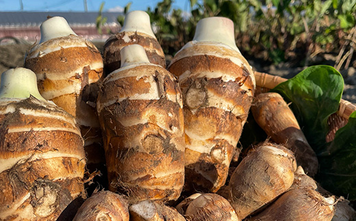 海老芋アイスクリーム「えびスイーモ」60ml×6個入り【配送不可地域：離島】