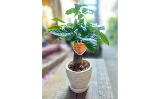 運気アップのインドアグリーン「パキラ」