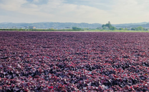 赤しそソルベ　70ml×6個入り【配送不可地域：離島】