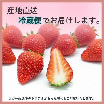 【2027年先行受付】静岡県磐田市 いちご 紅ほっぺ 約260g×2パック【配送不可地域：離島・北海道・沖縄県】