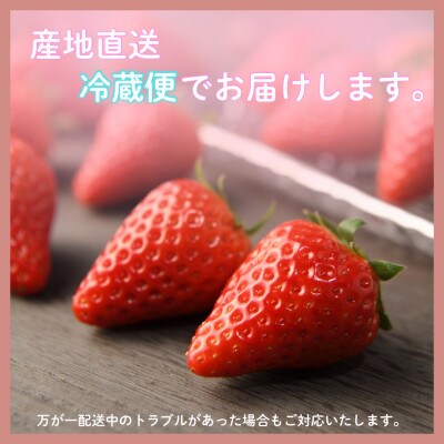 【2027年先行受付】静岡県磐田市 いちご きらぴ香 約260g×2パック【配送不可地域：離島・北海道・沖縄県】