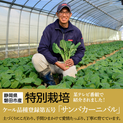 【毎月定期便】TV紹介で大好評 ソフトケール 100g×5袋 健康 腸活応援 スムージー 全3回【配送不可地域：離島】