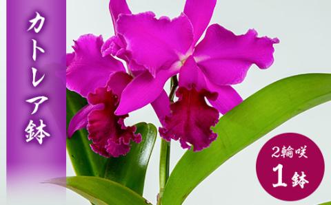 洋ラン　カトレア　2輪咲　鉢物