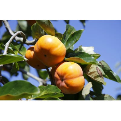 磐田市敷地産　次郎柿　4.5kg～5.5kg(12粒～18粒)