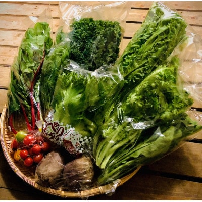 ご夫婦2人で食べきり量のサラダボウルが作れる野菜詰め合わせセット【少量パック8品目】【配送不可地域：離島】