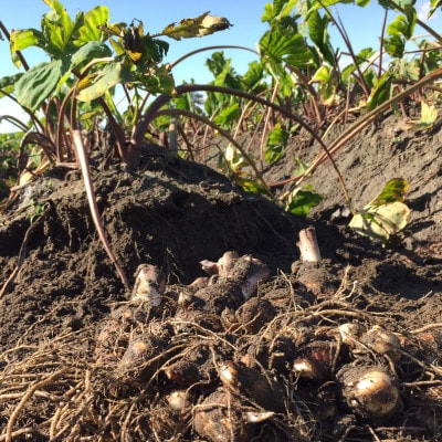 今だけの旬野菜・伝統的高級京野菜!煮物や鍋料理で! 海老芋 子芋LM 2kg