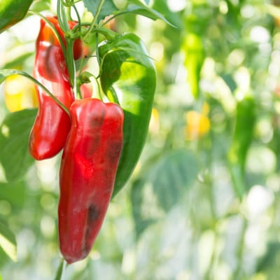 フルーツのような甘さ　プリンセスパプリカ極甘　大満足12本セット【配送不可地域：離島】