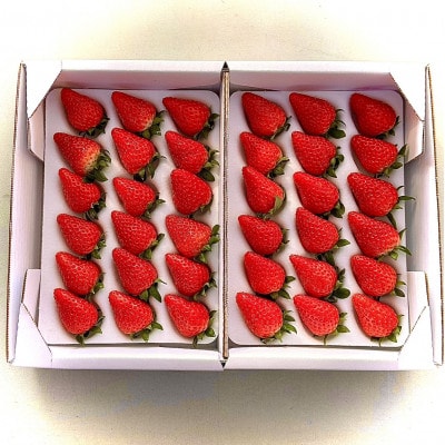 大粒18粒×4パック!先行受付/2025年12月上旬発送開始!抜群の美味しさ!静岡限定きらぴ香いちご【配送不可地域：離島・北海道・沖縄県・東北・中国・四国・九州】