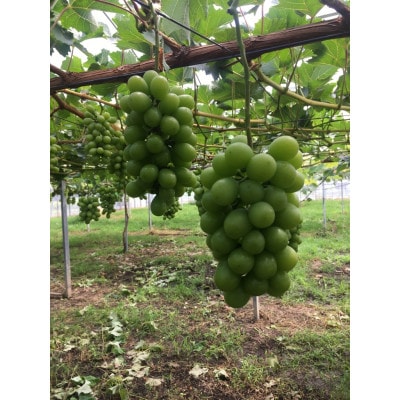 〈先行受付〉【2025年9月発送予定】シャインマスカット 600g以上×2房【配送不可地域：離島】