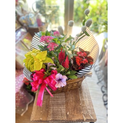 季節の鉢ギフト 夏