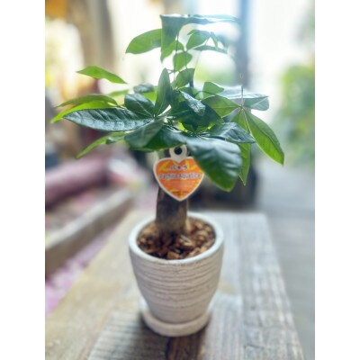 運気アップのインドアグリーン「パキラ」