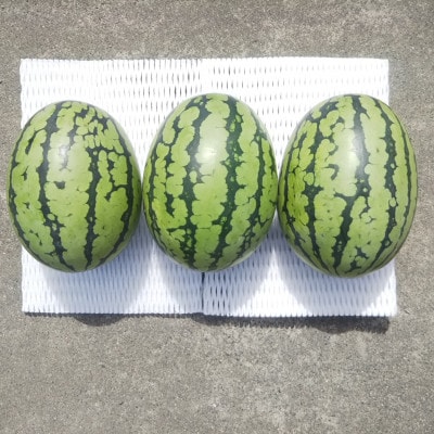 【先行受付/2026年8月上旬より発送】3玉!夏を思いっきり楽しむ!シャリ感抜群!スイカ【ぷちっと】【配送不可地域：離島・北海道・沖縄県】