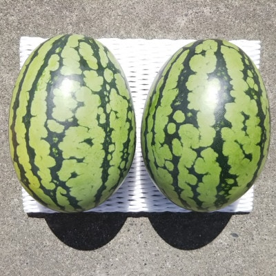 【先行受付/2026年8月上旬より発送】2玉!夏を思いっきり楽しむ!シャリ感抜群!スイカ【ぷちっと】【配送不可地域：離島・北海道・沖縄県】