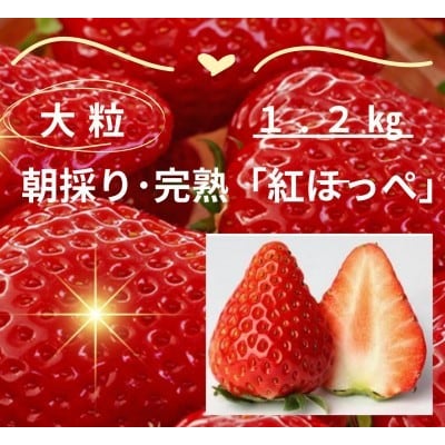【年内発送】完熟・採れたてイチゴ「紅ほっぺ」大粒1.2kg(300g×4P)【配送不可地域：離島・北海道・沖縄県・東北・中国・四国・九州】