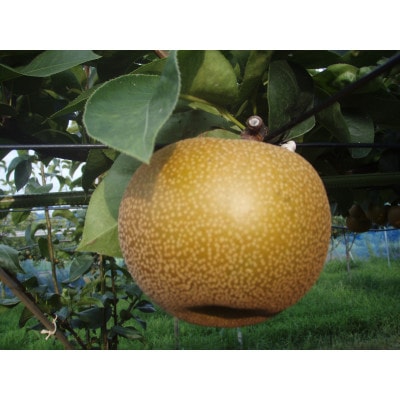 【先行受付】【150口限定】梨『あきづき』(2026年8月下旬～9月中旬発送予定)【配送不可地域：離島】