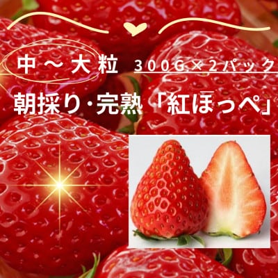 【12月下旬より順次発送】完熟・採れたてイチゴ「紅ほっぺ」中～大粒300g×2パック【配送不可地域：離島・北海道・沖縄県・東北・中国・四国・九州】