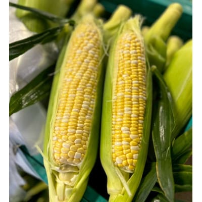 【2026年6月～7月順次発送】とうもろこし 約5kg 甘々娘(訳あり) 朝採り スイートコーン【配送不可地域：離島・北海道・沖縄県・東北・中国・四国・九州】
