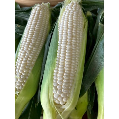 【2026年6月～7月順次発送】とうもろこし ホワイト 30本 A品 朝採りスイートコーン 雪の妖精【配送不可地域：離島・北海道・沖縄県・東北・中国・四国・九州】