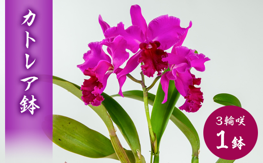 洋ラン　カトレア　3輪咲　鉢物