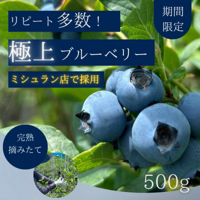 【極上】完熟 生ブルーベリー500g【配送不可地域：離島】