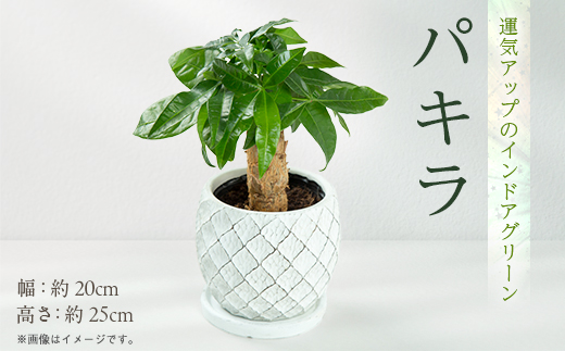 運気アップのインドアグリーン「パキラ」