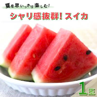 【先行受付/2026年8月上旬より発送】1玉!夏を思いっきり楽しむ!シャリ感抜群!スイカ【ぷちっと】【配送不可地域：離島・北海道・沖縄県】