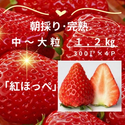 【1月より順次発送】完熟・採れたてイチゴ「紅ほっぺ」中～大粒1.2kg(300g×4P)【配送不可地域：離島・北海道・沖縄県・東北・中国・四国・九州】