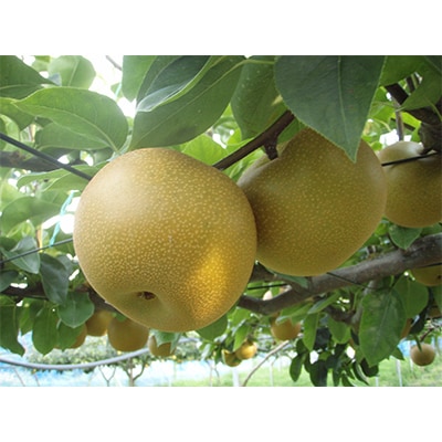 【発送月固定定期便】梨『幸水』と梨『あきづき』全2回【配送不可地域：離島】