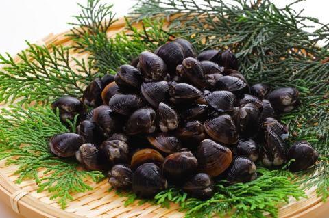 a10-942　だし専門店・勝男屋のしじみだし8袋入×6袋